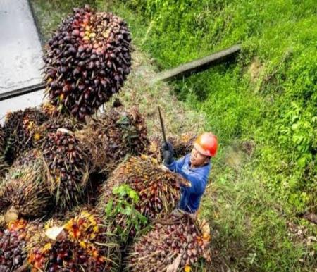 Harga TBS kelapa sawit mitra plasma naik (foto/int)